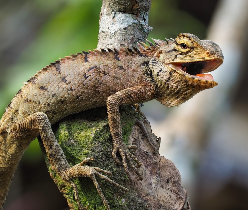 iguana, animal, wildlife