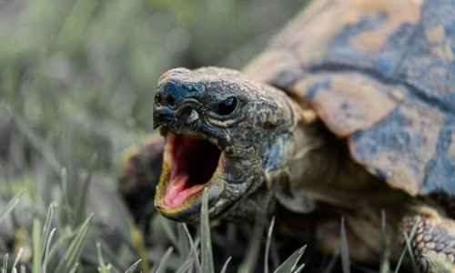 Photo of Turtle's Mouth