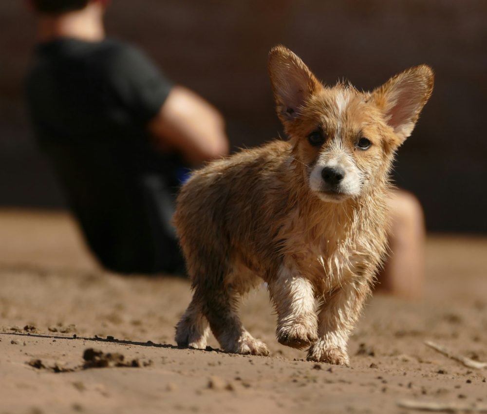 shallow focus photography of wet corgi walking