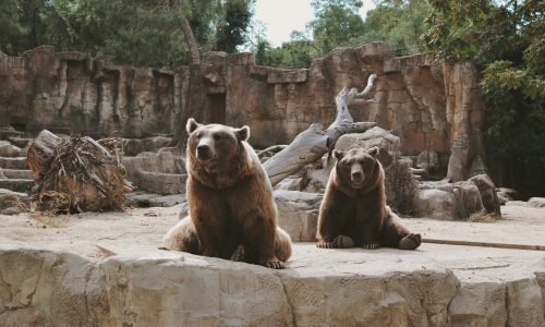 brown bear and baby bear on gray concrete wall during daytime