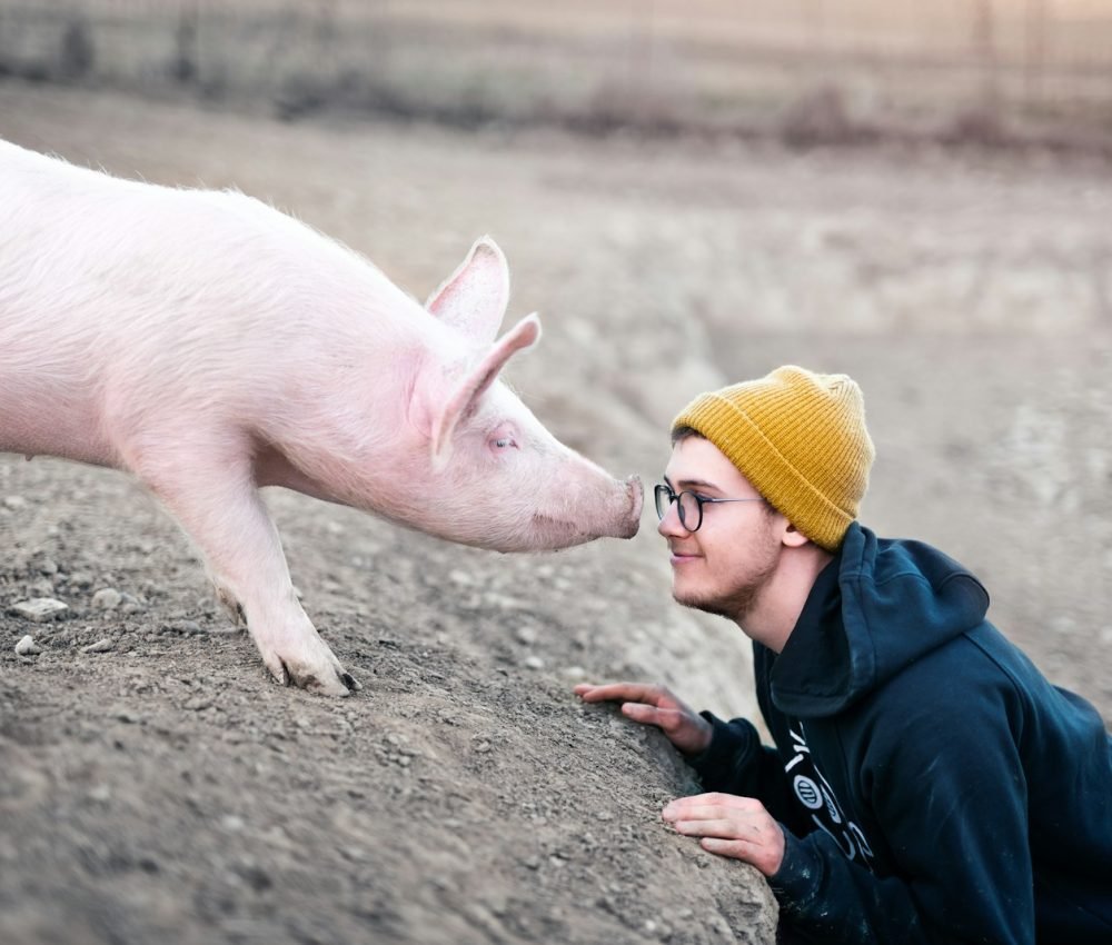 white pig with yellow knit cap