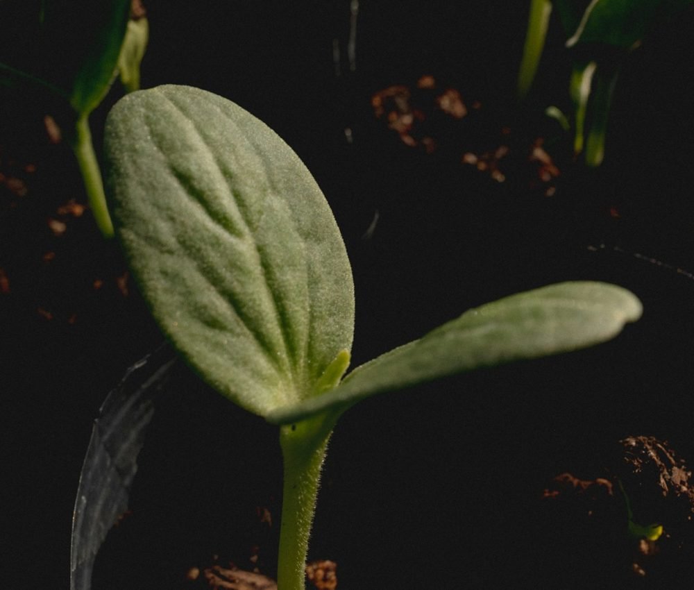 a close up of a plant with leaves