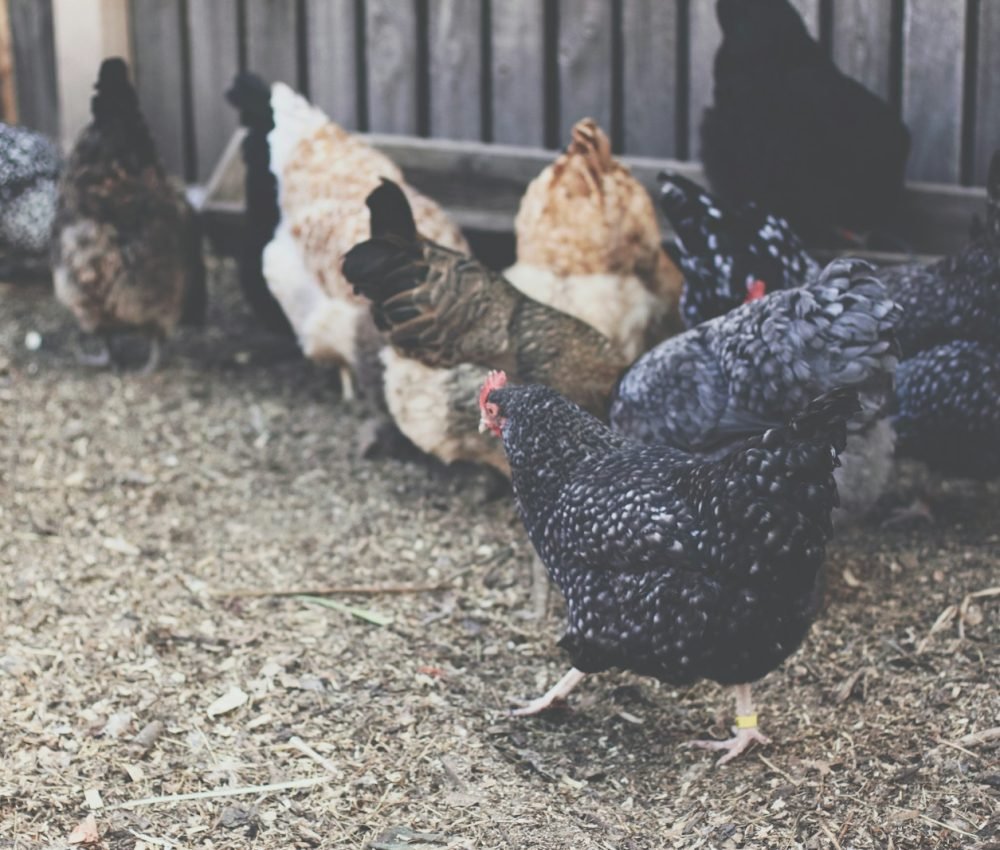 brood of chicken near wall