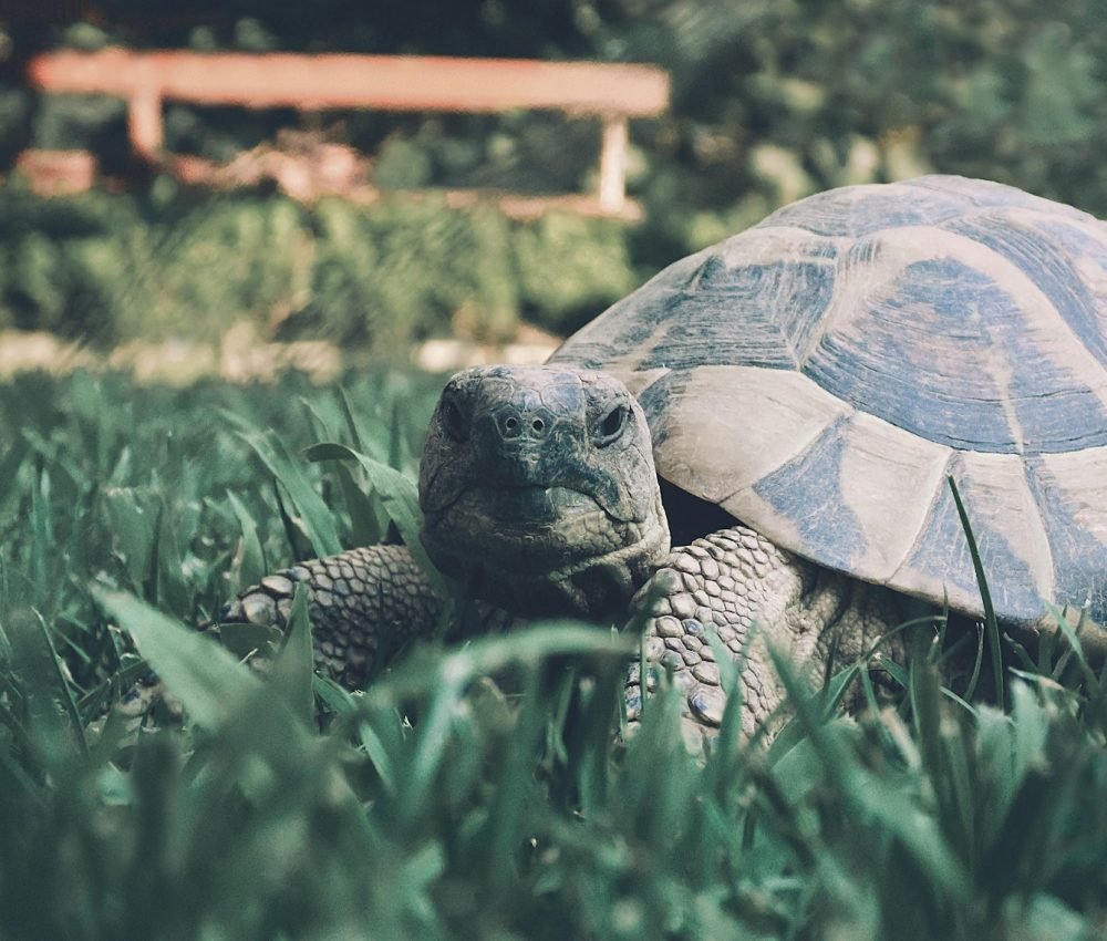 brown turtle on green grass during daytime