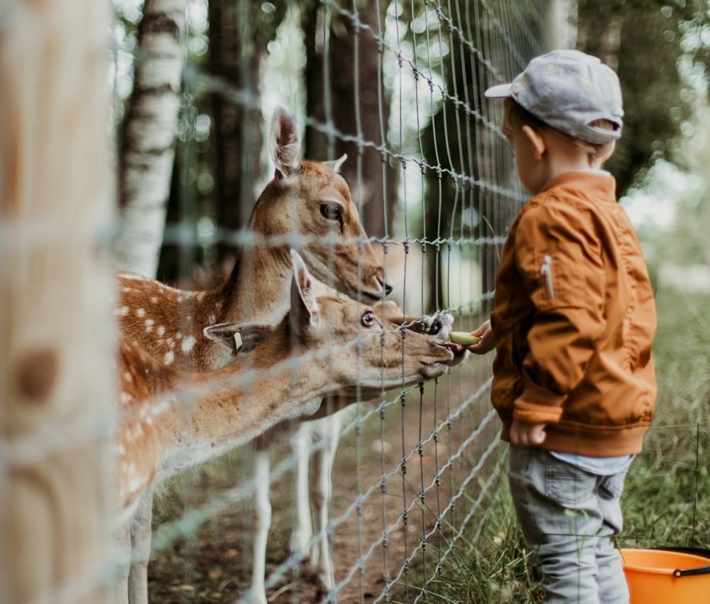 boy feeding a animal during daytime