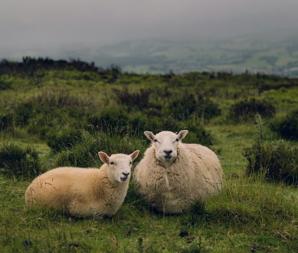 two brown sheep standing on grass field at daytime