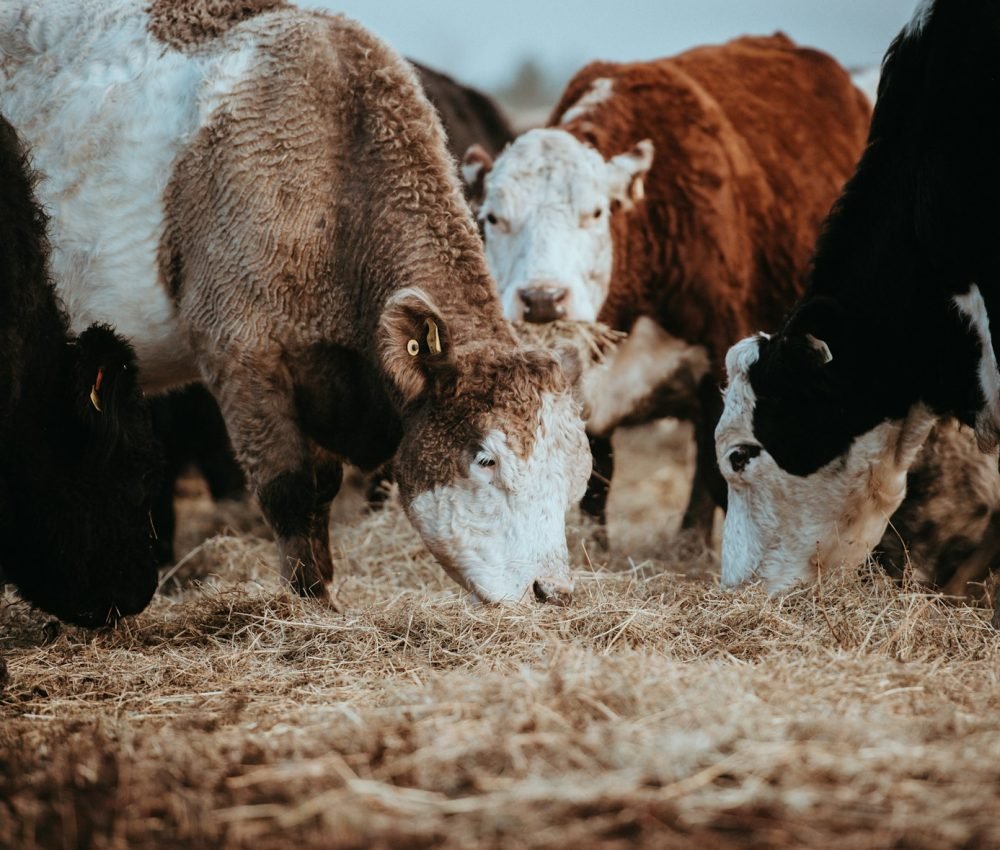 assorted-color animal eating brown hay