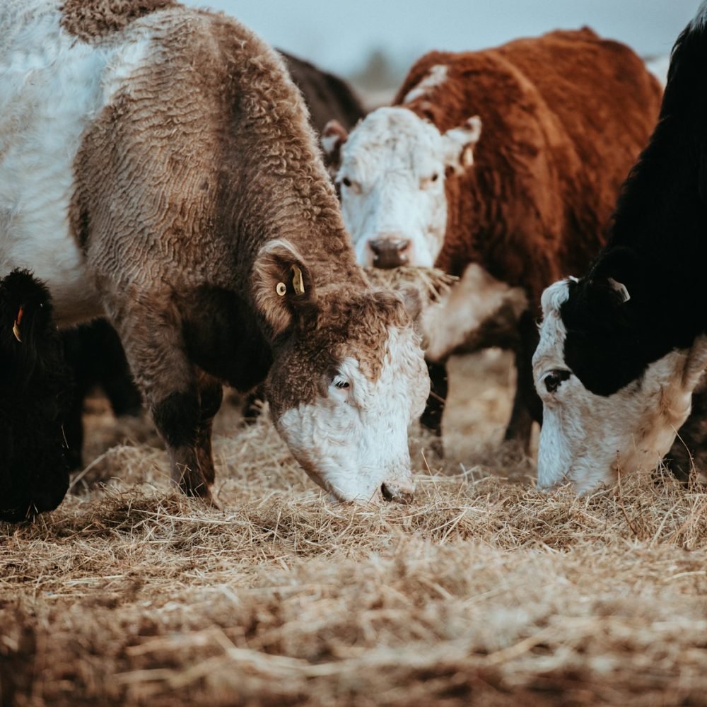 assorted-color animal eating brown hay